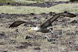 Waved Albatrossborder=